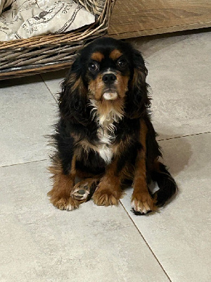 Des Merveilles De Caluna - Cavalier King Charles Spaniel - Portée née le 13/11/2023